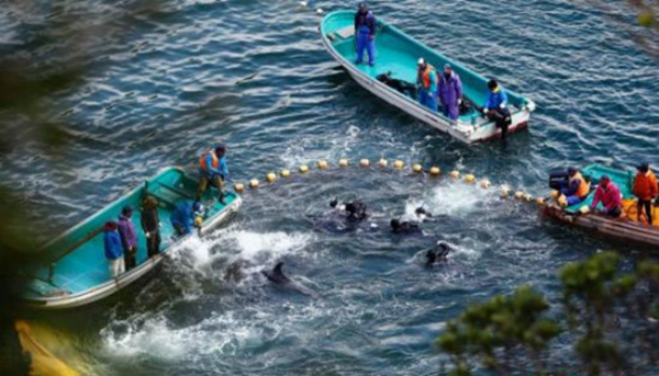 日本遇“魚荒”向中國“甩鍋” 我們不同意！|餐飲界