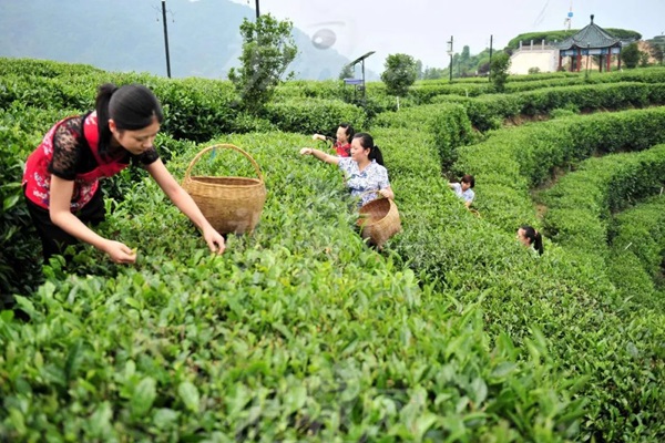 比肩星巴克？新中式茶飲的下半場得好好抓抓供應(yīng)鏈管理這門課了|餐飲界