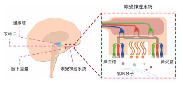 讓消費者欲罷不能的氣味營銷，餐飲人該如何實現(xiàn)？ | 餐見