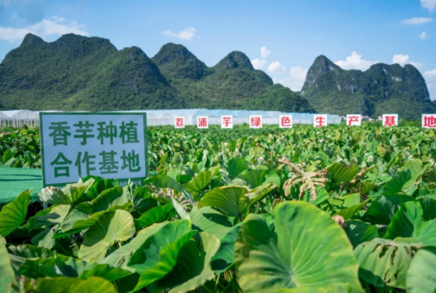 在檳榔芋優(yōu)質(zhì)產(chǎn)區(qū)共建種植基地，喜茶持續(xù)推動新茶飲供應(yīng)鏈專業(yè)化發(fā)展|餐飲界