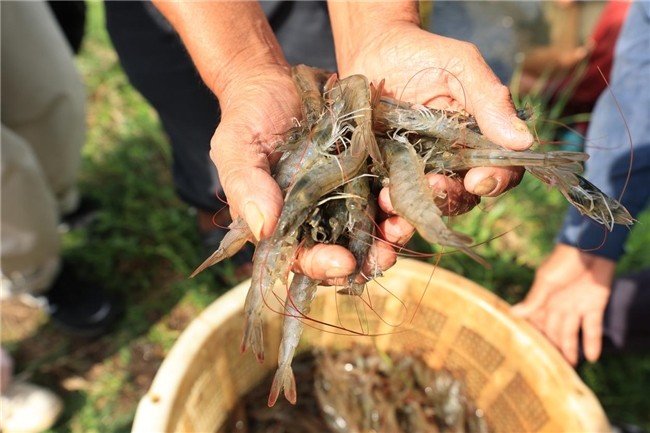 布局產(chǎn)業(yè)生態(tài) 鍋圈“單廠單品”模式助北海蝦滑實力出圈